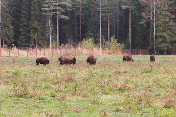 family of bison in the wild adults and children pinching grass
