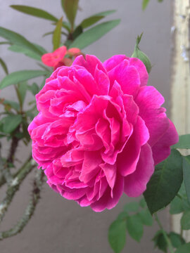 pink flower