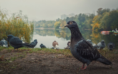 Close up portrait of a single pigeon on the ground in the autumn park. Curious bird looking attentive to camera, posing full body length. Wild dove among a flock stand together in search of food.