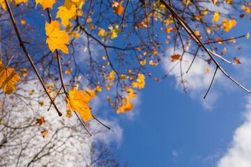 Fototapeta na wymiar Autumn leaves and trees