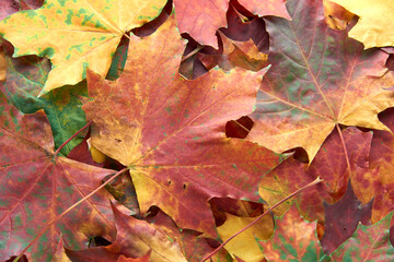 Fototapeta na wymiar Colorful and bright - green, yellow, orange and red - autumn leaves background. Nature, fall season concept. Foliage. Outdoor. Copy space, flat lay, top view.