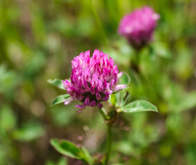 Dark pink flower. Red clover or Trifolium pratense inflorescence, close up.