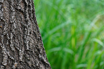 view on a tree trunk and green blurred background