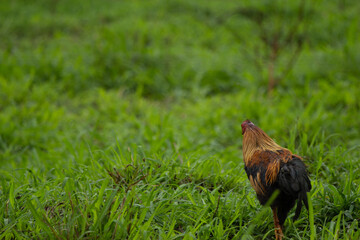 rooster, galo, chicken