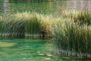 Fototapeta na wymiar view on green calamus in a river
