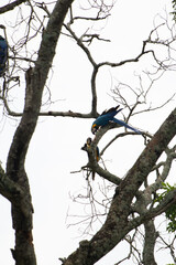 Arara, arara-canindé, macaw, brazilian macaw