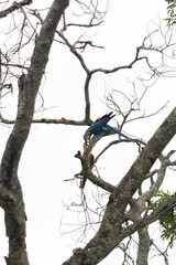 Arara, arara-canindé, macaw, brazilian macaw