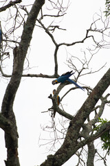 Arara, arara-canindé, macaw, brazilian macaw
