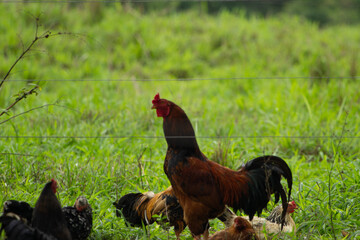 rooster, galo, chicken