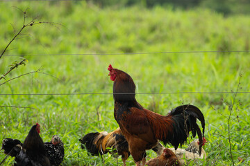 rooster, galo, chicken
