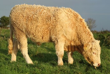 Cattle: Charolais breed bullock grazing on farmland in rural Ireland
