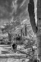 
Picturesque Mexican landscape