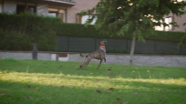 Jugando con el perro lanzando un disco