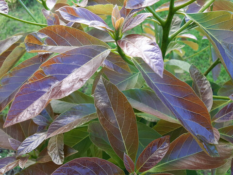 Hojas verdes arbol de aguacate palta