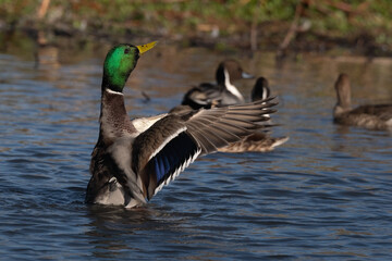 Mallard Duck Male Finishing a Bath With Wings Forward