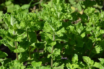 
Growing mint curly creates a fragrant atmosphere around.