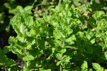 
Growing mint curly has a fresh pleasant smell.