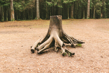 The root system of the tree is visually nature education wild 