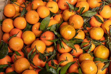 Lots of Corsican clementine for sale