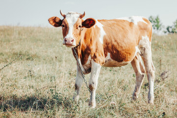 Fototapeta na wymiar Portrait of a cute spotted cow in the field. Beautiful heifer looking into the frame. Graze a cattle. Livestock animal closeup. Symbol of the year 2021. Bull.