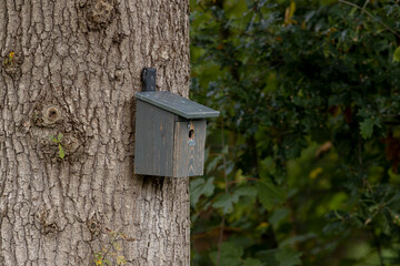 Textured bask of thick tree trunk with grey painted old wooden bird house and foliage in the background