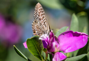 close up butterfly. Butterfly call The blue glassy tiger sucking flower pollen on Little Flower Plant. details in nature. butterfly on plant. beautiful background.