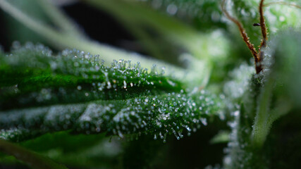 Illegal indoor marijuana foot in advanced stage of flowering macro microscopic photo
cannabis sativa flower female trichomes thc photo of plant marijuana bud health, cultivation of hybrid varieties