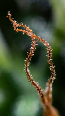 Illegal indoor marijuana foot in advanced stage of flowering macro microscopic photo
cannabis sativa flower female trichomes thc photo of plant marijuana bud health, cultivation of hybrid varieties