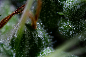 Illegal indoor marijuana foot in advanced stage of flowering macro microscopic photo
cannabis sativa flower female trichomes thc photo of plant marijuana bud health, cultivation of hybrid varieties