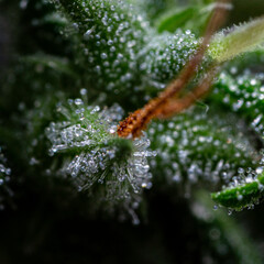 Illegal indoor marijuana foot in advanced stage of flowering macro microscopic photo
cannabis sativa flower female trichomes thc photo of plant marijuana bud health, cultivation of hybrid varieties