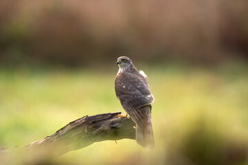 Sparrowhawk checks surrounding from the branch. The raptor sits on the branch. Birding in nature. Autumn in the wildlife. 
