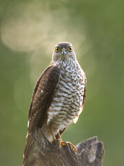 Sparrowhawk checks surrounding from the branch. The raptor sits on the branch. Birding in nature. Autumn in the wildlife. 