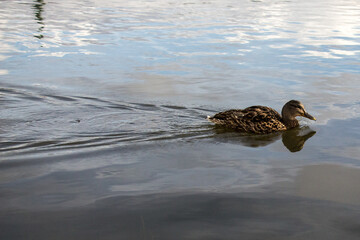 LAKE TJÖRNIN, REYKJAVIK, ICELAND - SEPTEMBER 18, 2018: Swans and ducks at lake Tjörnin, downtown Reykjavík.