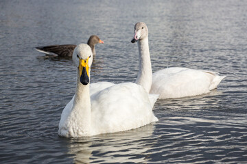 LAKE TJÖRNIN, REYKJAVIK, ICELAND - SEPTEMBER 18, 2018: Swans and ducks at lake Tjörnin, downtown Reykjavík.