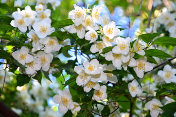 
Small white and fragrant flowers on a jasmine bush.