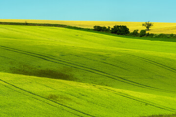 Fototapeta premium Green rolling field hills in Moravia