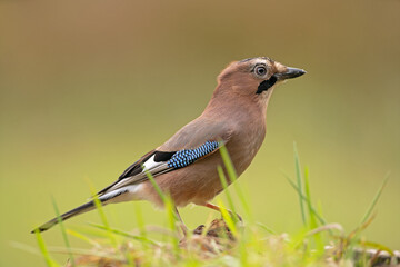 Eurasian jay observed on the branch. Jay alert in the forest. Birdwatching in the European forest. Autumn time in the wood. 