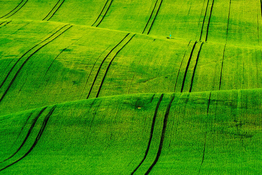 Green Rolling Field Hills In Moravia