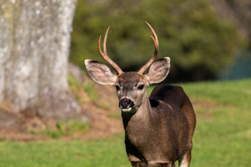 Male Mule Deer in a meadow