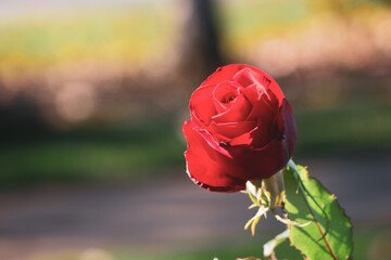 red rose in the garden