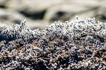 ELDHRAUN LAVA FIELD, ICELAND - SEPTEMBER 20, 2018: Detail of frozen moss covering Eldhraun Lava Fields in South Iceland. Closeup of the beautiful life covering the lava formations.