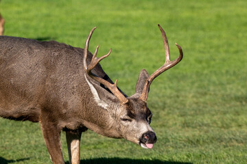 Male Mule Deer in a meadow