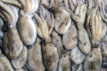 Fresh Squid seafood in fresh market.