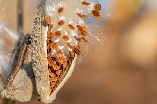 Milkweed seeds blowing in the wind copy space landscape