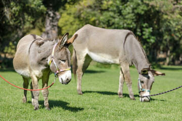 Naklejka na ściany i meble Two Donkeys Grazing on Grass