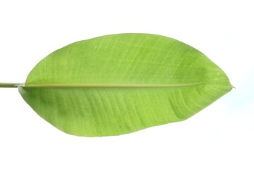 banana leaf white background