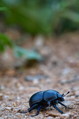 black beetle with black chitinous wings runs away from the camera along the ground. black beetle close up. detail in nature. spring fertilizer.