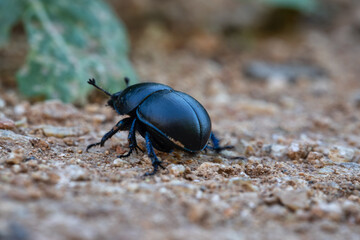 black beetle with black chitinous wings runs away from the camera along the ground. black beetle close up. detail in nature. spring fertilizer.
