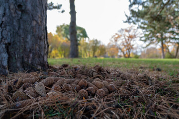 A bunch of autumn pine cones rests in a bed of twigs in a field beside a tree on a beautiful sunny day in Centennial Park, Toronto (Etobicoke), Ontario.