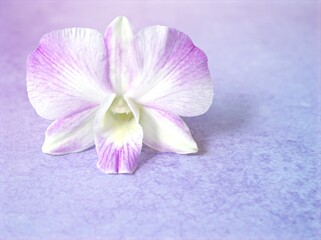 Closeup macro petals purple cooktown orchid ,Dendrobium bigibbum orchid flower plants with water...